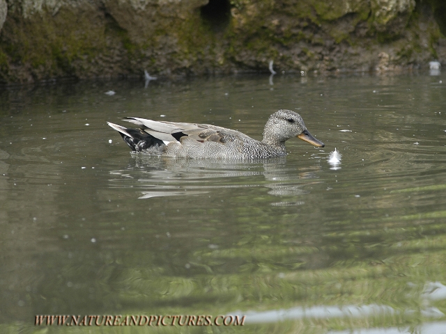 gadwall, gadwalls ducks,-1.jpg - GADWALL - SLIMBRIDGE - 10/6/07